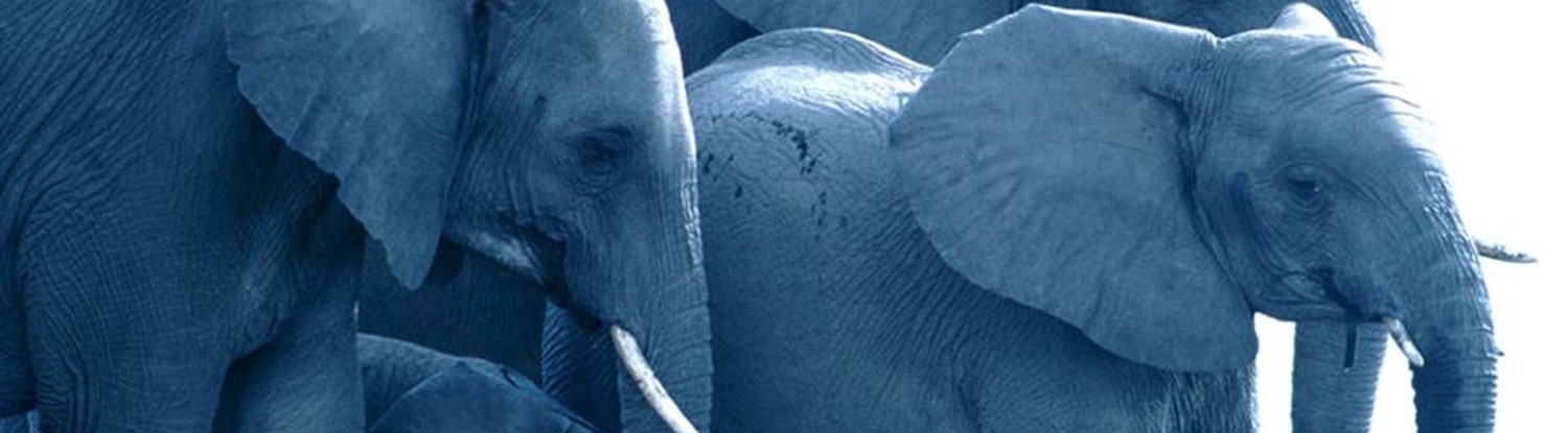 ElePHPants
